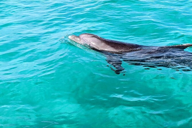 One Hour Harbor Shared Tour with Dolphin Watching - Good To Know