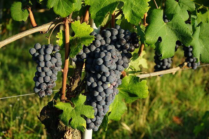 Piemonte Vineyards by Yourself from Turin by Luxury Van with English Chauffeur - Good To Know