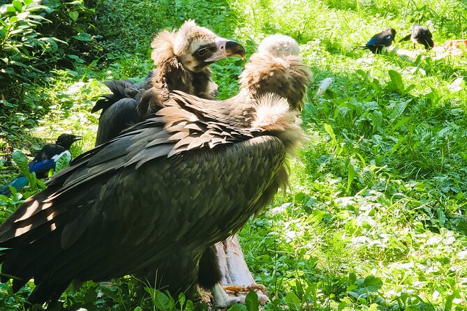 Prague Zoo Admission Ticket with Transfer and Audio Guide - Good To Know