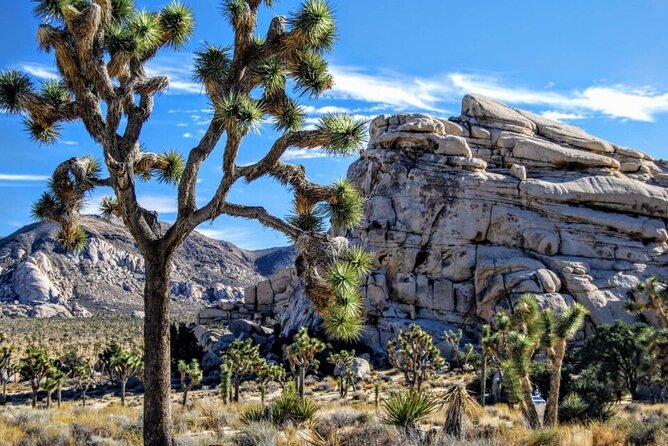 Private Day Tour to Joshua Tree National Park from San Diego - Exploring the Private Day Tour to Joshua Tree National Park from San Diego