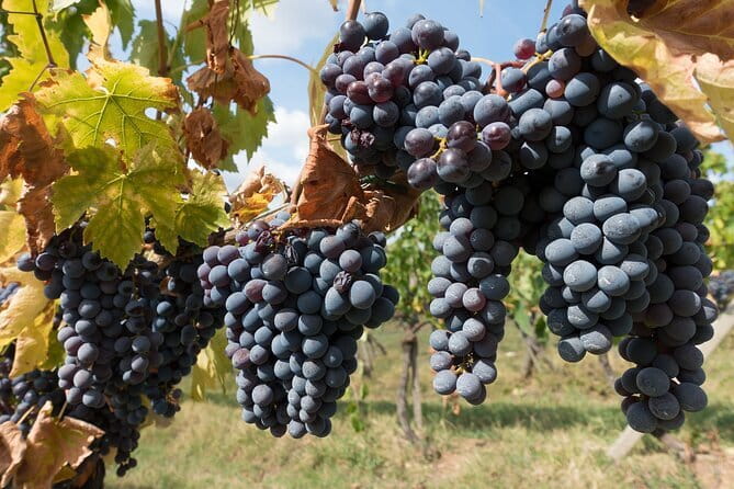 Private Day Trip to Chianti from Florence - Good To Know