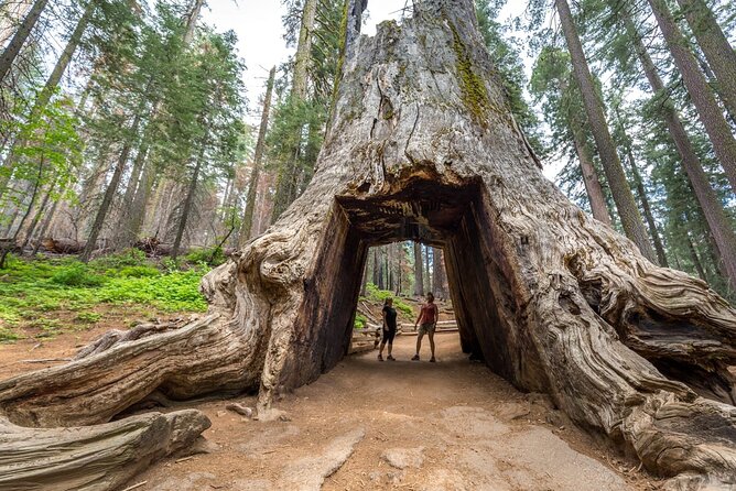 Private Full Day Yosemite National Park Tour from San Francisco - Good To Know