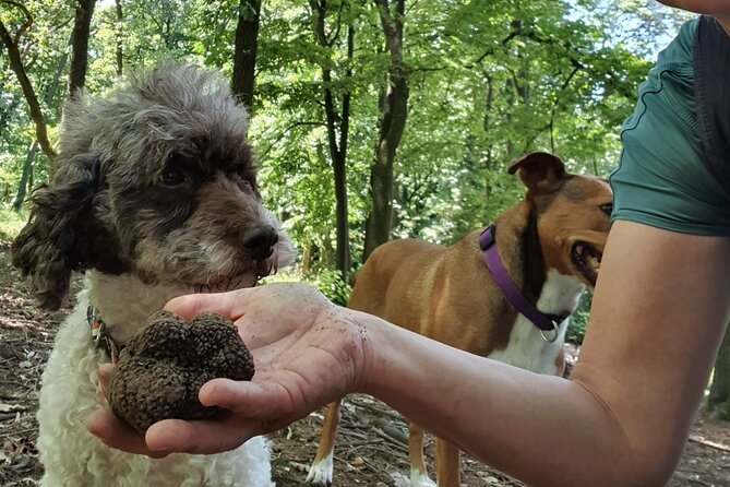 Private Guided Truffle Hunting Tour in Serbia with Lunch - A Complete Look at the Truffle Hunting Experience