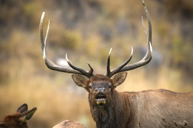 Private Lower Loop Tour of Yellowstone National Park - A Detailed Look at the Tour Experience
