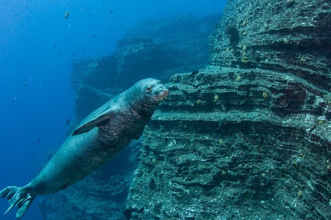 Private Niihau Scuba Charter with 2 or 3 Tank Dive Option - Good To Know