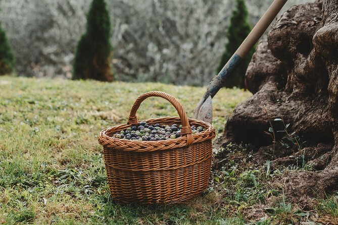 Private Olive Oil and Wine Tasting in Kurilo, Montenegro
