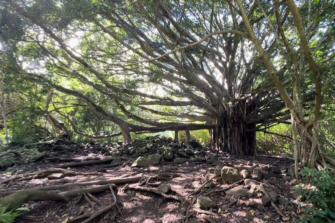 Private Pipiwai Trail Maui Open-Air Jeep Tour - The Practicalities: What to Know Before Booking