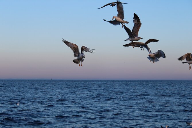 Private Sunset Dolphin Excursion with Dinner and Animation - Good To Know