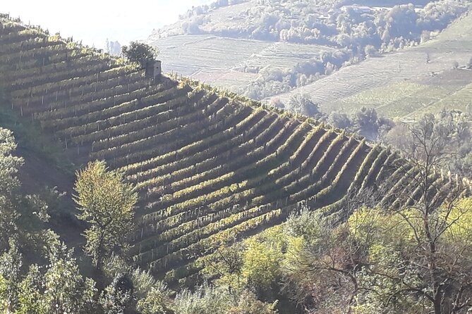 Private Winery and Vineyard Tour with Wine Tasting - Good To Know