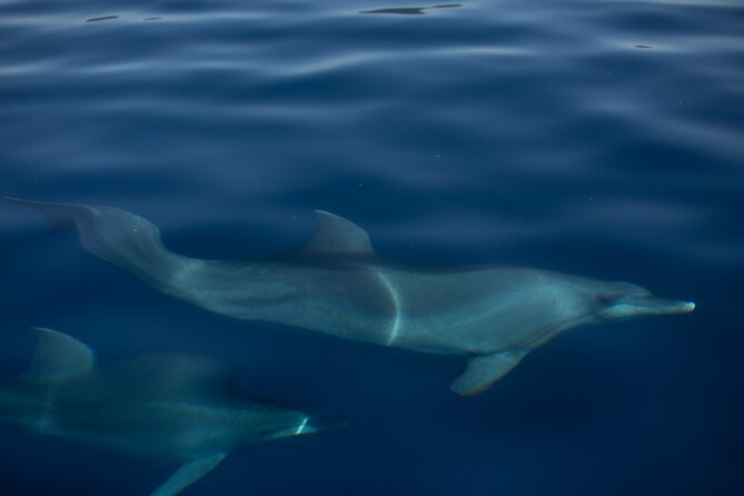 Pula: Private Golden Hour Sail - Dolphins, Drinks & Brijuni Views - The Experience: A Detailed Breakdown