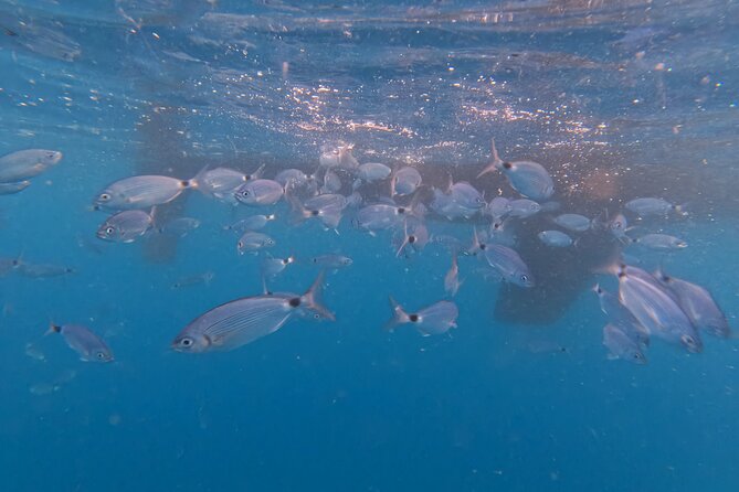 Pula Private Sailing Tour: 4-Hour Customizable Sail, Snorkel, SUP - Good To Know