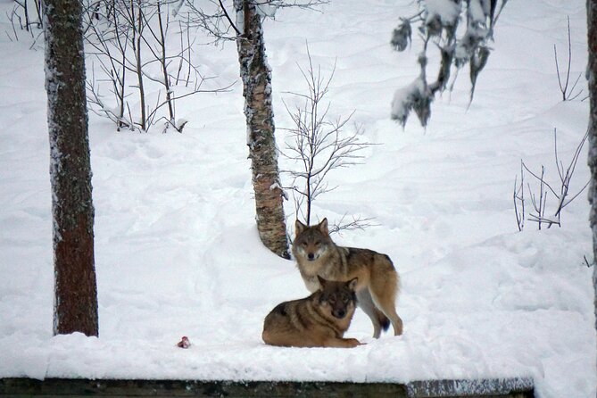 Ranua Zoo- Guided day tour from Rovaniemi - Exploring Ranua Zoo: A Guided Arctic Wildlife Experience from Rovaniemi