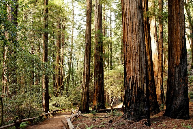 Redwood National and State Parks Self-Guided Audio Driving Tour - Good To Know