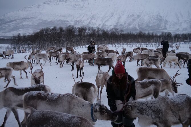 Reindeer Feeding and Sami Culture Afternoon Departure - Good To Know