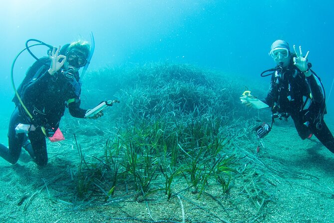 Research diving with a Marine Biologist in Crete - Research Diving with a Marine Biologist in Crete: A Deep Look