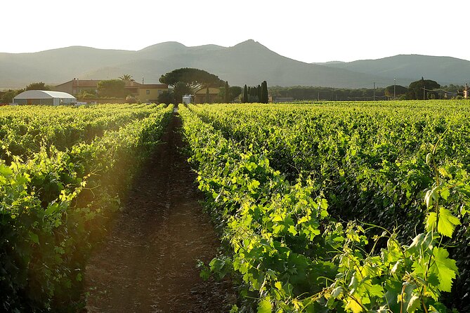 Retrospettiva di Marchesale Wine Tasting and Tour in Bolgheri - Good To Know