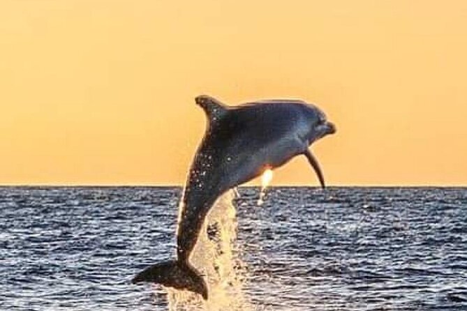Romantic Boat Trip with Dolphin Watching - Good To Know