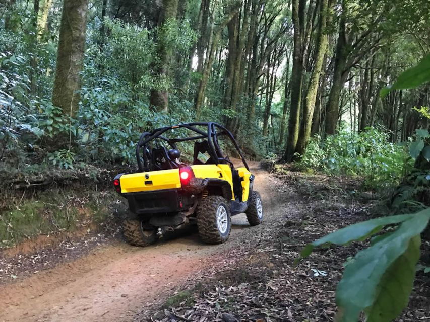 Rotorua: 4×4 Self-Drive Buggy Tour Through Farm and Bushland - Good To Know