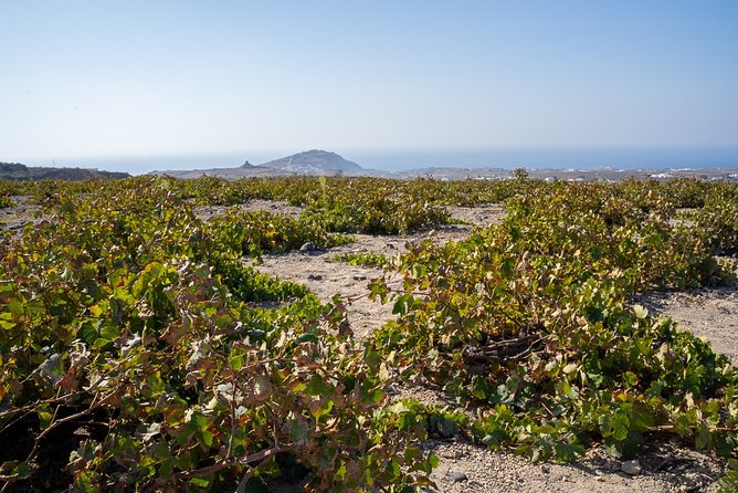 Santorini Wine Roads Tour with Wine Tastings Morning & Sunset - Good To Know