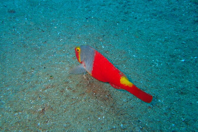 Scuba Diving Experience at Arguineguin and Puerto Rico - Introduction