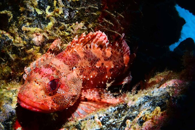 Scuba Diving Experience for Beginners in Ponta de São Lourenço - Introduction: A Closer Look at the Beginner Scuba Dive in Madeira