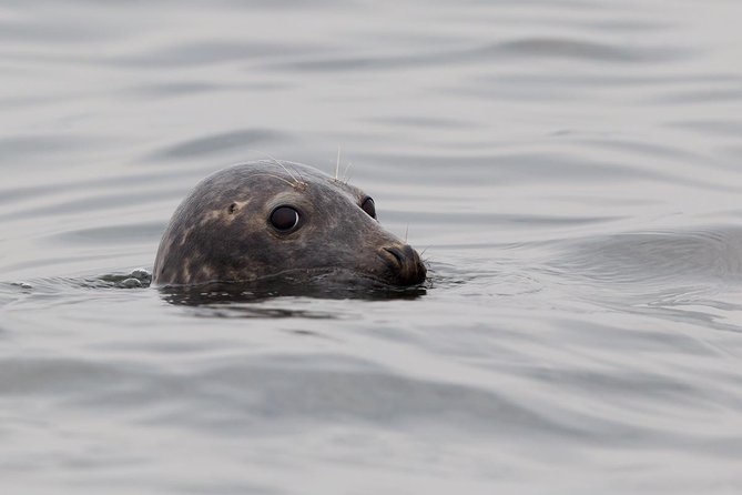 Seal-Watching Tour near Malusi Islands - Good To Know