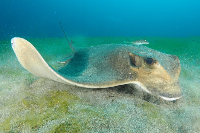 Single Dive for qualified divers from shore, region Puerto del Carmen. - Good To Know