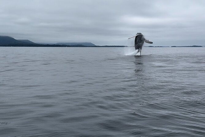 Sitkas Private Wildlife Whale Adventure for 6 w/Transportation - The Itinerary: Breaking Down the Day
