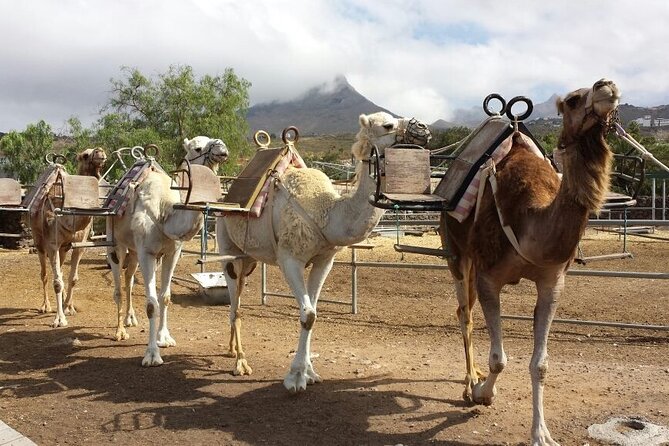 Skip the Line: Camel Park Tenerife Ticket - Good To Know