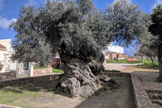 Small Group Olive Oil and Wine Tour with Light Lunch - Good To Know