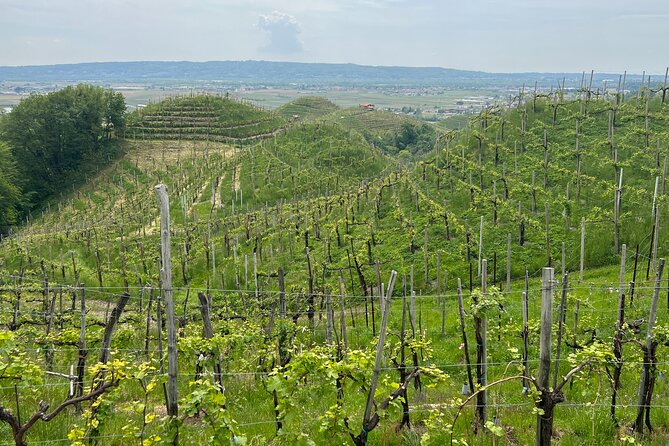 Small Group Tour with Prosecco Wine Tasting from Venice - Experience the Best of Italy’s Prosecco Hills: A Detailed Review of the Small Group Tour from Venice
