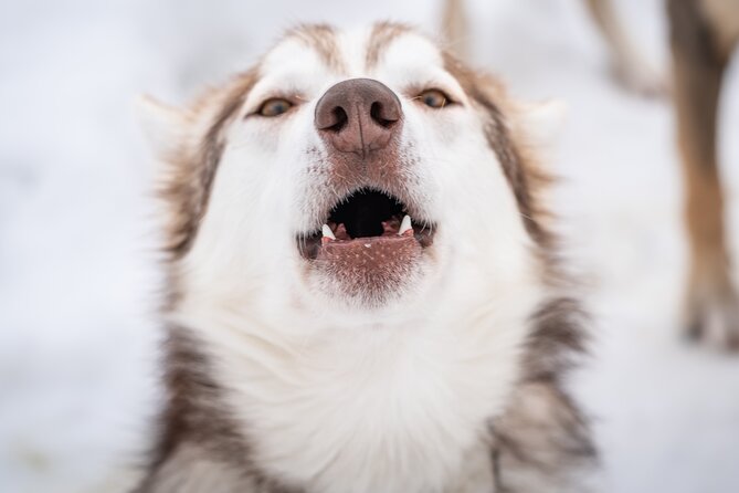 Small Group Wilderness Husky Sledding 2h from Tromsø (car needed) - Good To Know