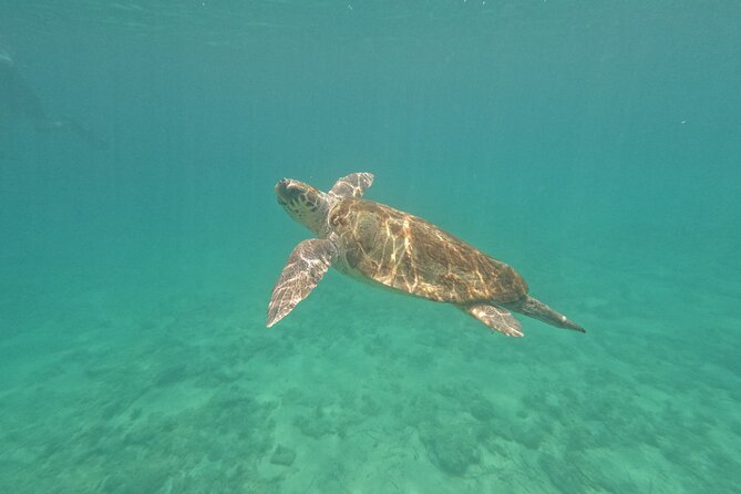 snorkeling ,Turtle Watching in Cyprus - Discovering Cyprus’s Marine Wonders: Snorkeling and Turtle Watching Tour