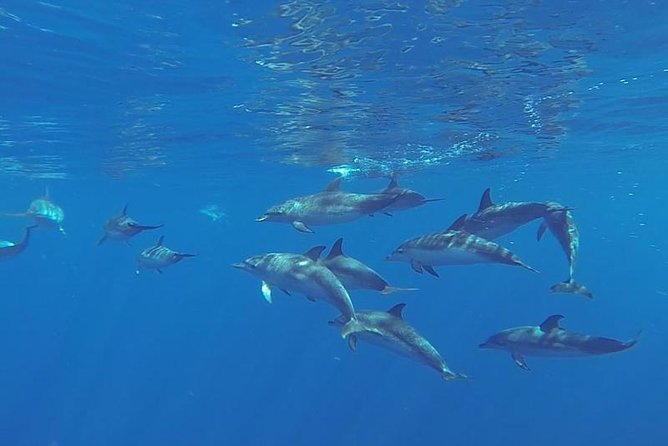 Spirit of the Sea: Cetacean sighting in Gran Canaria - Good To Know