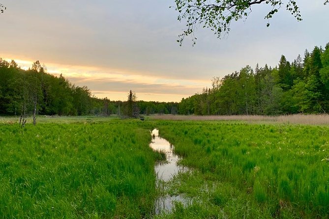 Stockholm: Sunset Hike in Tyresta National Park with Meal - An In-Depth Look at the Experience