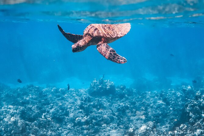 Summer Morning Express Snorkel Adventure off Ka'anapali Beach - Good To Know