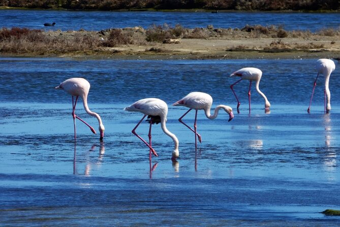 Sunset among flamingos in the Ebro Delta - Good To Know