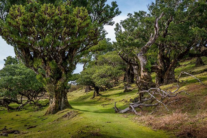 The Fanal Forest by Feeling Madeira - Good To Know
