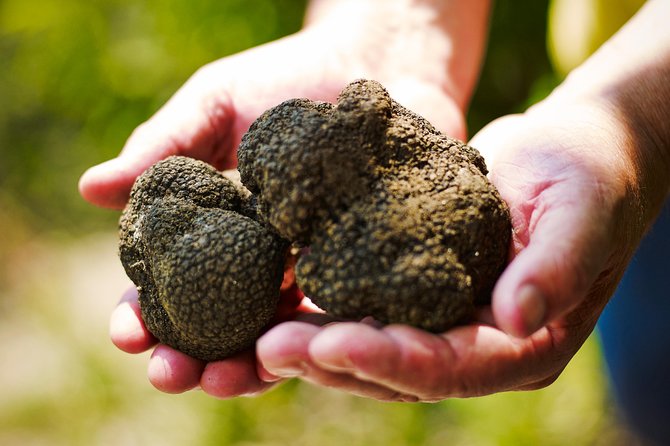 TOP TRUFFLES & WINE - Hunting & Tasting in Istria, Slovenia - Good To Know