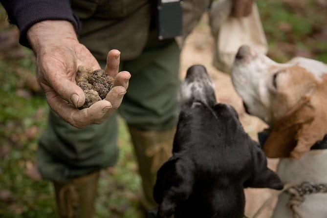 Truffle Hunting and Tasting in San Gimignano with a Tuscan Lunch - Good To Know