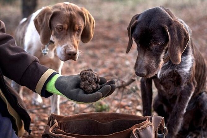 Truffle hunting tour from Rijeka - Discover the Flavor of Istria: Truffle Hunting Tour from Rijeka