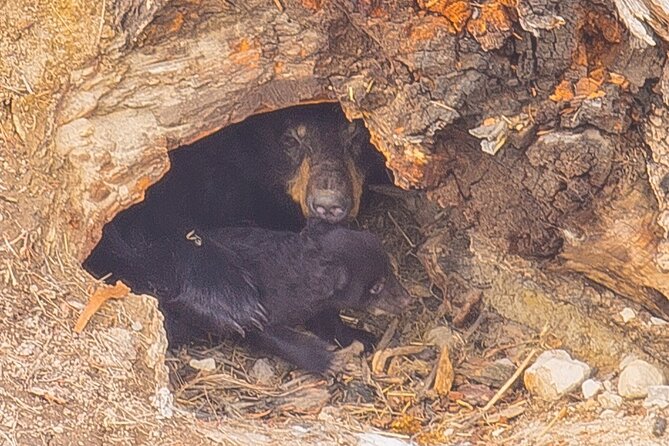 Two Day Yellowstone Tour: Upper & Lower Loop | Bozeman | PRIVATE - Good To Know