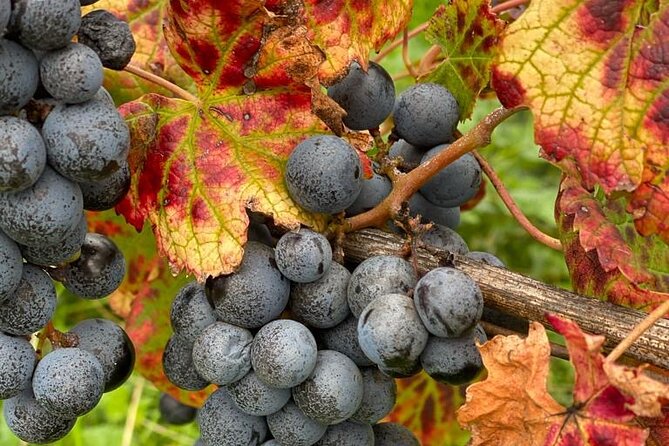 Vineyard experience in Pozzuoli - Good To Know