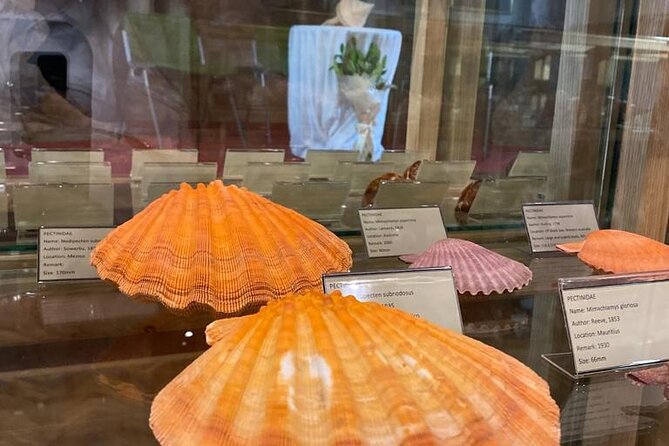 Visit Shell Museum Cavtat - Good To Know
