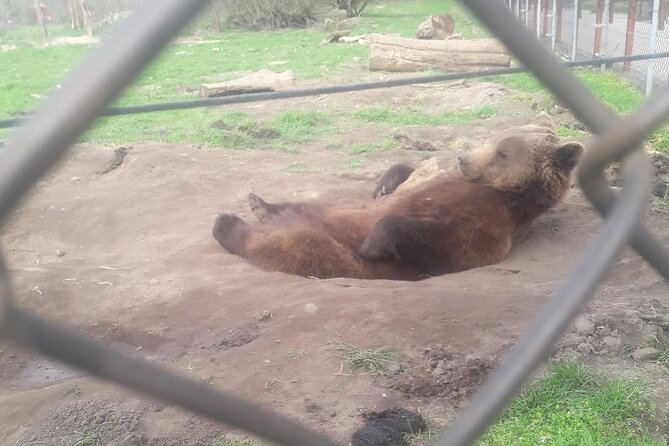 Visiting a Bear and Wolf Sanctuary - Good To Know