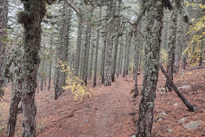 Walk on Artemis trail and in Old Kakopetria - Exploring the Artemis Trail: Cyprus’s Highest Walk