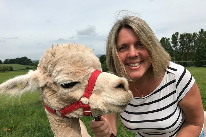 Walking with Alpacas - Exploring the Delight of Walking with Alpacas in Wales