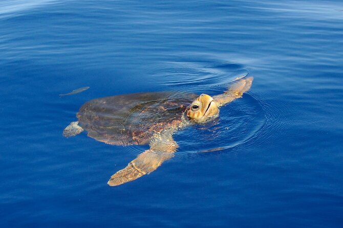 Whale watching and snorkelling in the whale sanctuary - Good To Know