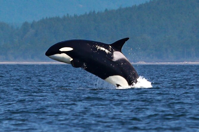 Whale Watching + Deception Pass Tour from Seattle - Good To Know