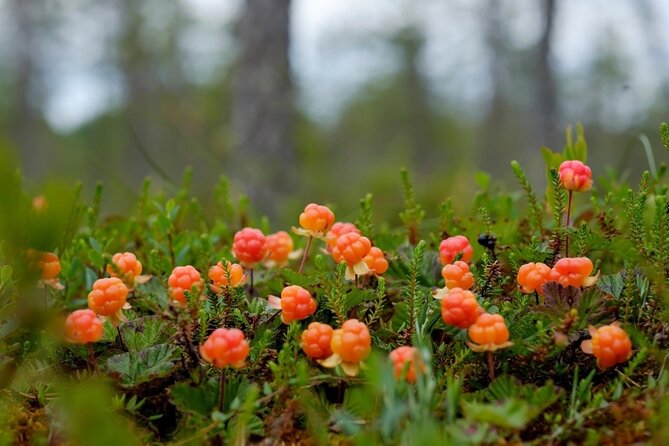 Wild Forest Berries and Mushrooms Picking Tour - Wild Forest Berries and Mushrooms Picking Tour Review